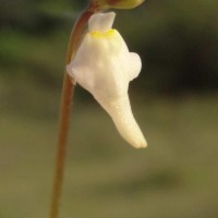 Utricularia caerulea L.